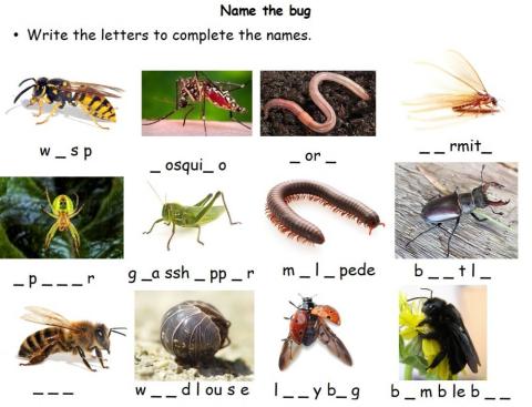 Name The Bug
