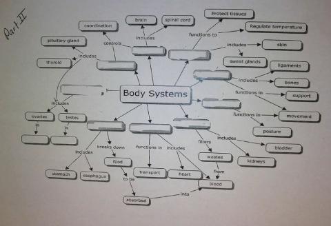 Body System Interactions Graphic Organizer