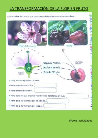 La transformación de la flor en fruto