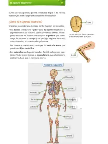 Sistema Locomotor: Esqueleto