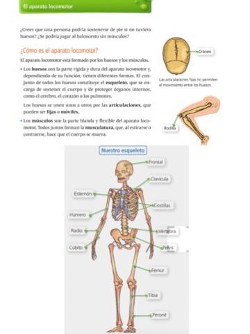 Sistema Locomotor: Esqueleto