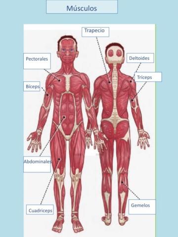 Músculos