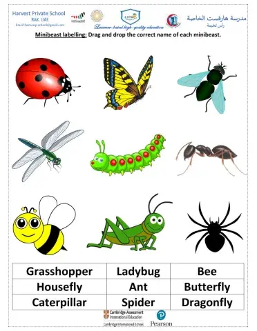 Mini beast Labelling