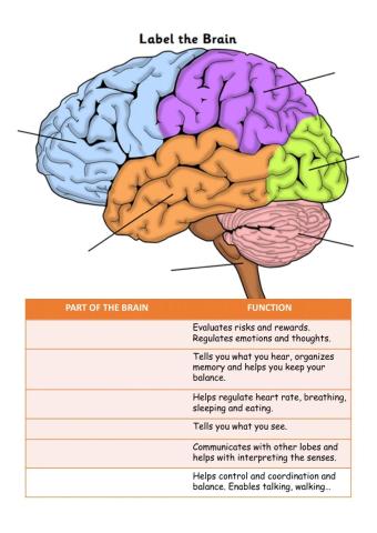 Parts of the Brain
