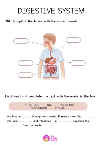 The Digestive System
