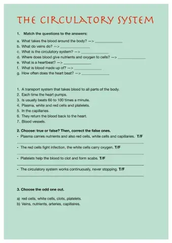 The circulatory system