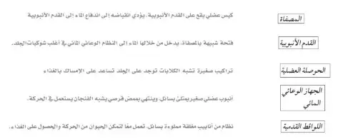 شوكيات الجلد