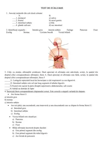Evaluare organe digestive