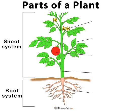 Parts of the plant functions
