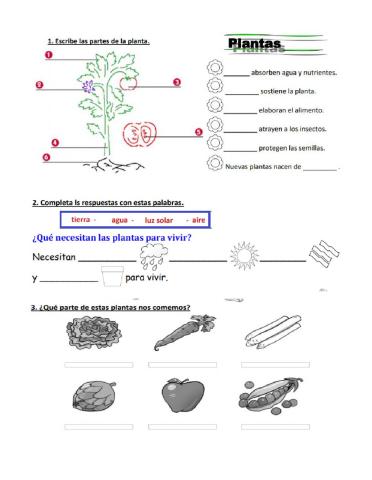 Las plantas 1ero básico