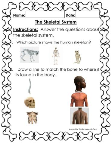 The Skeletal System