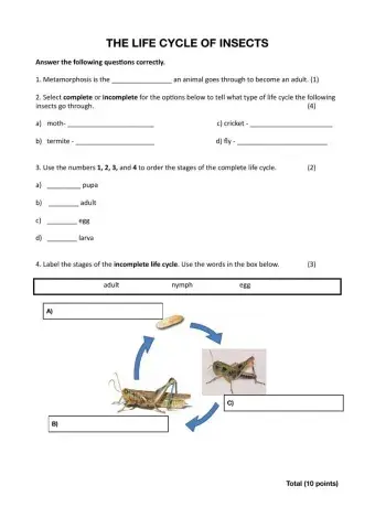 The Life Cycle of Insects