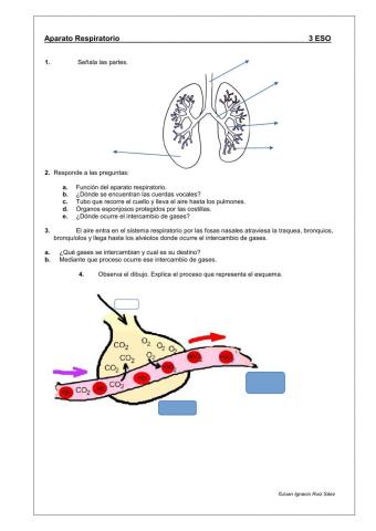 Aparato respiratorio