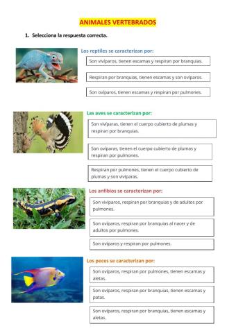 Características de los vertebrados