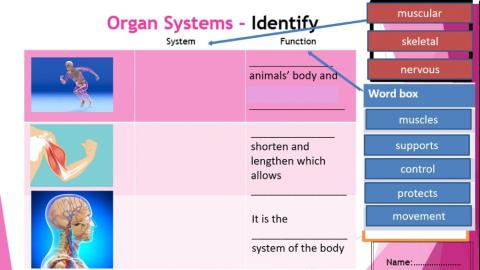 Body systems