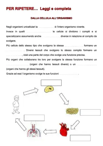 Cellula tessuti organi apparati sistemi