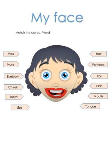 Parts of the face