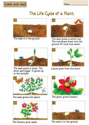 The life cycle of a plant