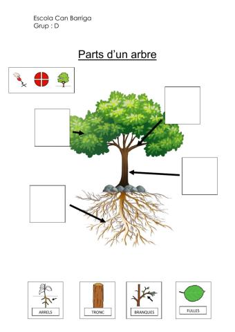Parts d'un arbre