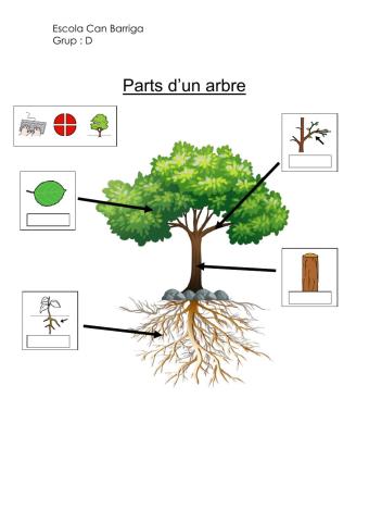 Parts d'un arbre escriure