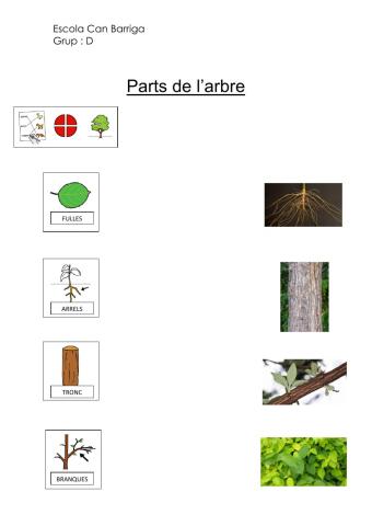 Parts d'un arbre relacionar