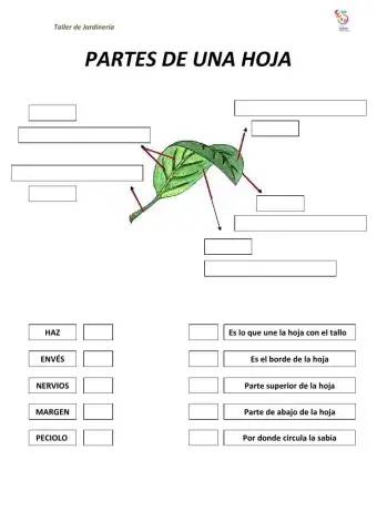 Partes de la hoja