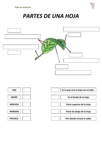 Partes de la hoja