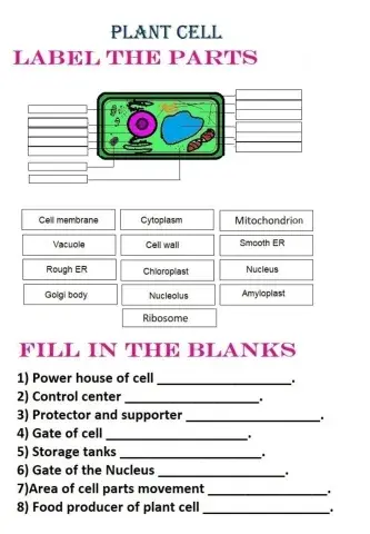 Plant cell
