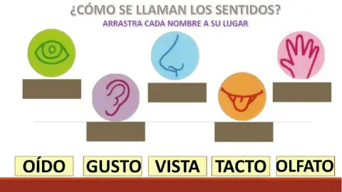 Los sentidos