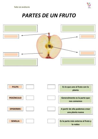 Partes del fruto