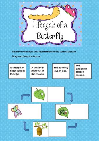 Lifecycle of a butterfly