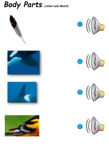 Animals and body parts