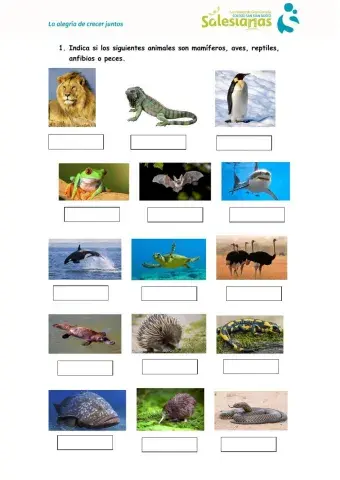 Animales vertebrados