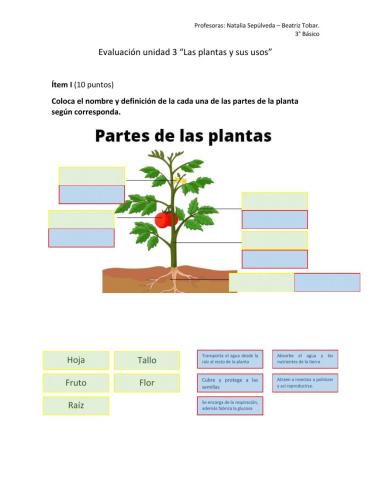 Evaluación -Las plantas y sus usos-
