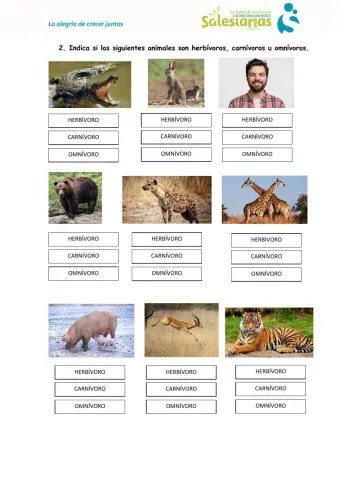 Alimentación animales vertebrados