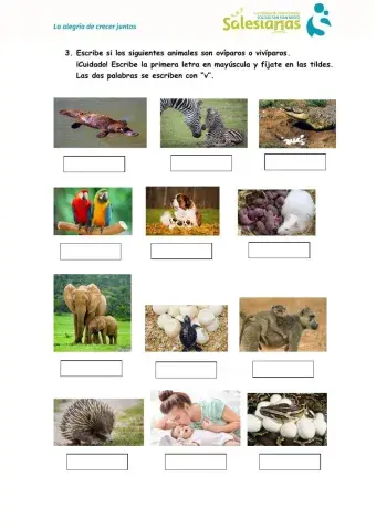 Reproducción animal