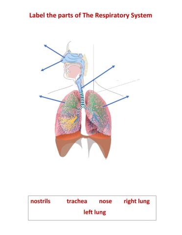 Respiratory System