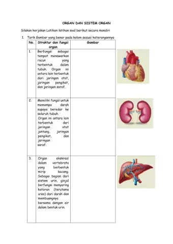 Organ dan sistem organ