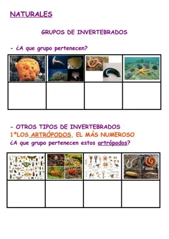 Clases de invertebrados