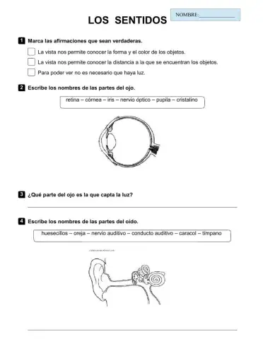 Los sentidos