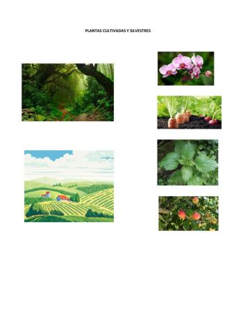 Plantas cultivadas y silvestre