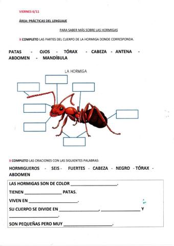 Para saber más sobre las hormigas