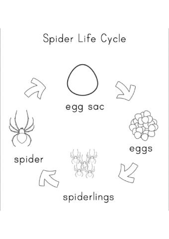 Spider life cycle