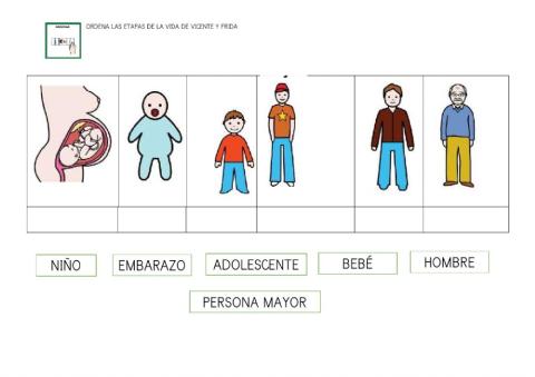 Etapas de la vida