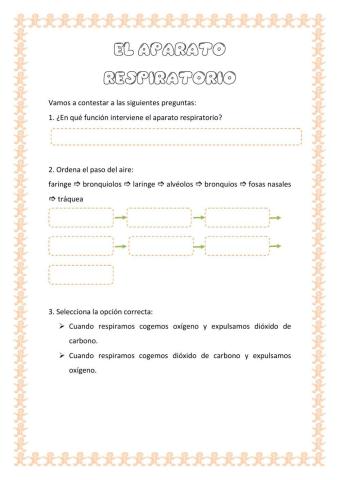 El aparato respiratorio