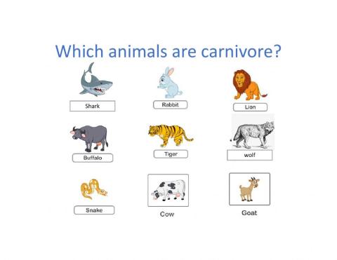 Carnivore animals