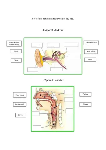 Aparell auditiu i fonador