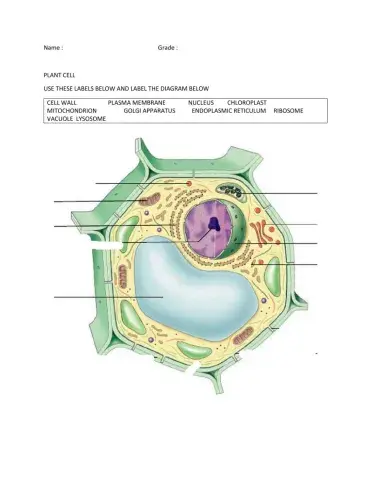 Plant cell
