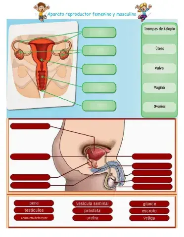 Aparato reproductor femenino y masculino