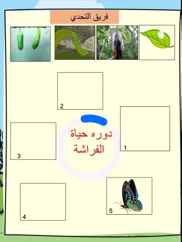 رتب مراحل النمو بكتابة الأرقام من 1 – 5